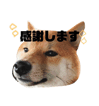 柴犬お豆2（個別スタンプ：7）