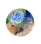 ハムスターのパズ君②（個別スタンプ：2）