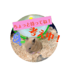 ハムスターのパズ君②（個別スタンプ：3）