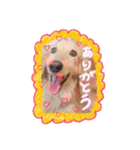 山田家のアイドル（個別スタンプ：1）