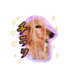 山田家のアイドル（個別スタンプ：25）