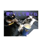 ニャンニャンワンワン（個別スタンプ：20）