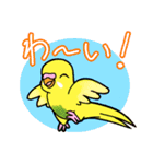 インコさんスタンプ（ウロコ＆セキセイ）（個別スタンプ：3）