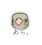 インコさんスタンプ（ウロコ＆セキセイ）（個別スタンプ：6）