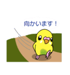 インコさんスタンプ（ウロコ＆セキセイ）（個別スタンプ：15）