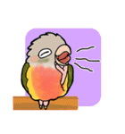 インコさんスタンプ（ウロコ＆セキセイ）（個別スタンプ：17）