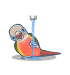 インコさんスタンプ（ウロコ＆セキセイ）（個別スタンプ：18）