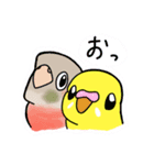 インコさんスタンプ（ウロコ＆セキセイ）（個別スタンプ：23）