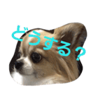 きりぼん（個別スタンプ：4）