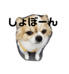 きりぼん（個別スタンプ：5）