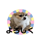 きりぼん（個別スタンプ：16）
