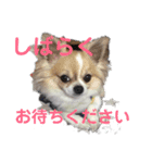 よんよん仲間たち（個別スタンプ：2）
