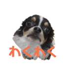 よんよん仲間たち（個別スタンプ：3）
