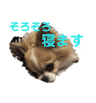 よんよん仲間たち（個別スタンプ：4）
