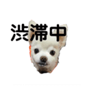 よんよん仲間たち（個別スタンプ：5）