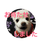 よんよん仲間たち（個別スタンプ：9）