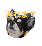 よんよん仲間たち（個別スタンプ：10）