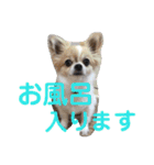 よんよん仲間たち（個別スタンプ：11）