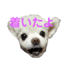 よんよん仲間たち（個別スタンプ：12）