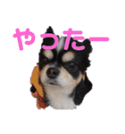 よんよん仲間たち（個別スタンプ：14）