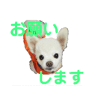 よんよん仲間たち（個別スタンプ：15）