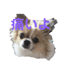 よんよん仲間たち（個別スタンプ：17）