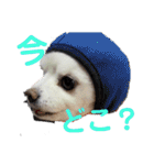 よんよん仲間たち（個別スタンプ：23）