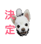 よんよん仲間たち（個別スタンプ：24）