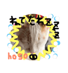 細目のちょろんスタンプ（個別スタンプ：6）