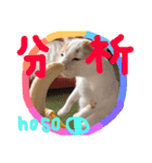 細目のちょろんスタンプ（個別スタンプ：10）