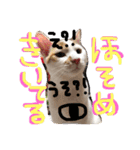 細目のちょろんスタンプ（個別スタンプ：13）