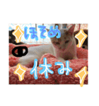 細目のちょろんスタンプ（個別スタンプ：20）