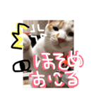 細目のちょろんスタンプ（個別スタンプ：22）
