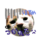 細目のちょろんスタンプ（個別スタンプ：27）
