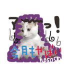 細目のちょろんスタンプ（個別スタンプ：29）