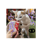 細目のちょろんスタンプ（個別スタンプ：34）