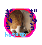 細目のちょろんスタンプ（個別スタンプ：37）