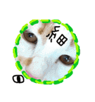 細目のちょろんスタンプ（個別スタンプ：40）