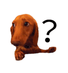 ミニチュアダックスの愛犬『チェルシー』（個別スタンプ：2）