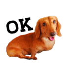 ミニチュアダックスの愛犬『チェルシー』（個別スタンプ：3）