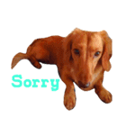 ミニチュアダックスの愛犬『チェルシー』（個別スタンプ：4）