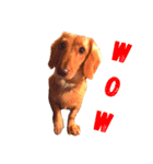 ミニチュアダックスの愛犬『チェルシー』（個別スタンプ：7）