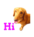 ミニチュアダックスの愛犬『チェルシー』（個別スタンプ：11）