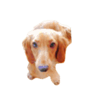 ミニチュアダックスの愛犬『チェルシー』（個別スタンプ：14）