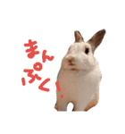 うちのうさぎさんスタンプ（個別スタンプ：1）