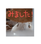うちのうさぎさんスタンプ（個別スタンプ：3）