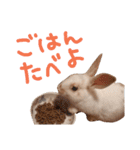 うちのうさぎさんスタンプ（個別スタンプ：5）