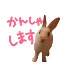 うちのうさぎさんスタンプ（個別スタンプ：7）
