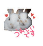 うちのうさぎさんスタンプ（個別スタンプ：9）