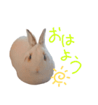 うちのうさぎさんスタンプ（個別スタンプ：11）